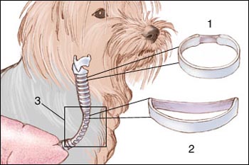 Tracheal diagram